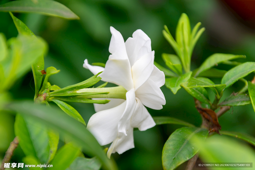 栀子花