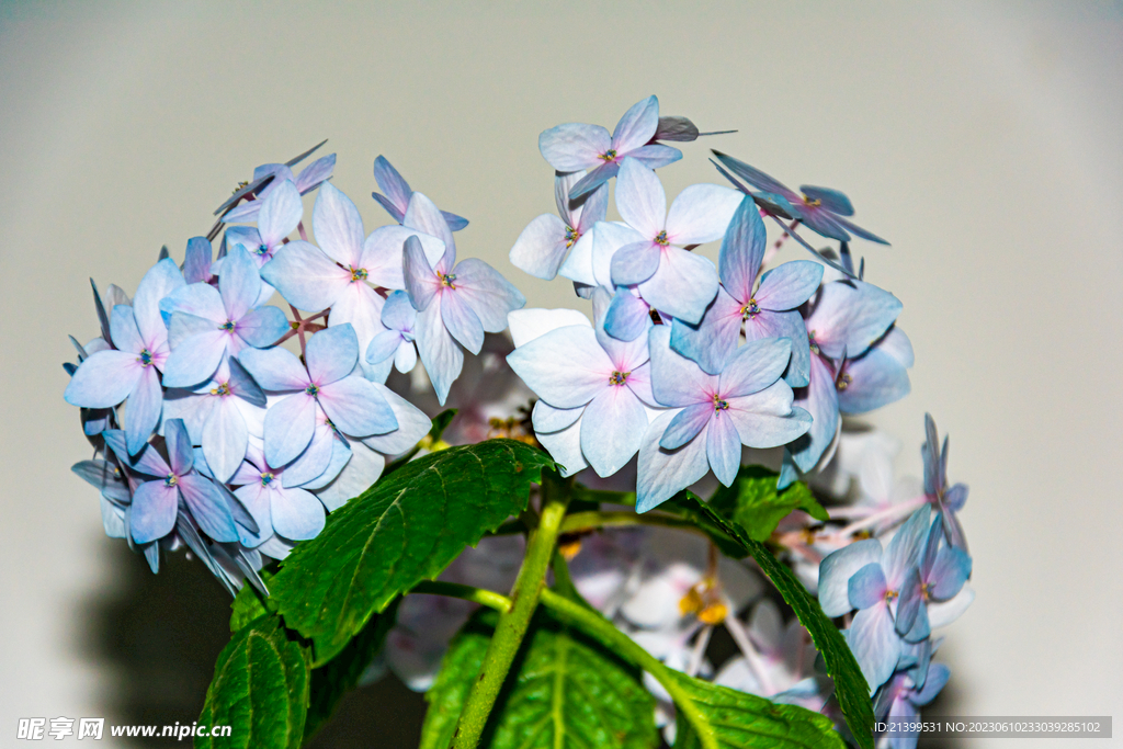 绣球花