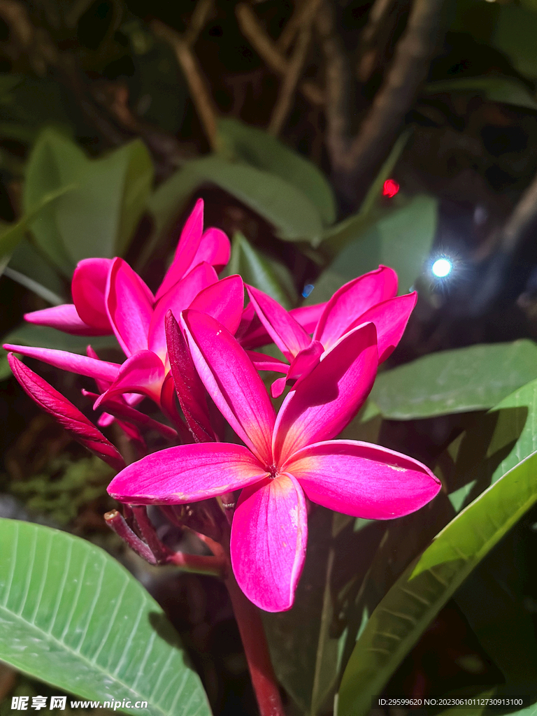 鸡蛋花 