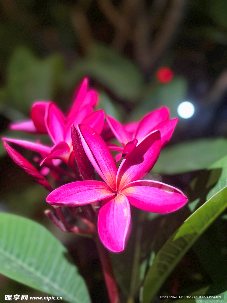 鸡蛋花