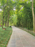 林间小路