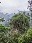 高山绿叶