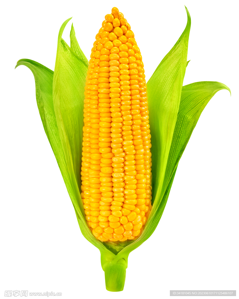 玉米