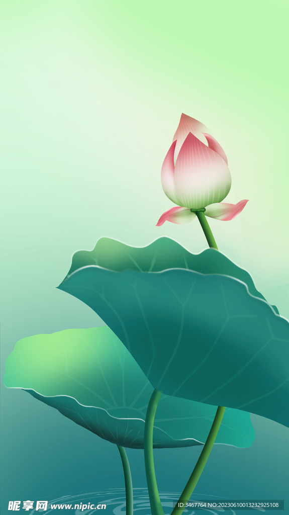 荷花