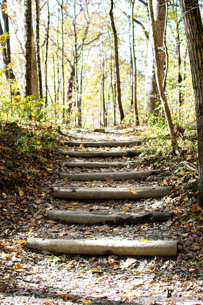 林间石头台阶