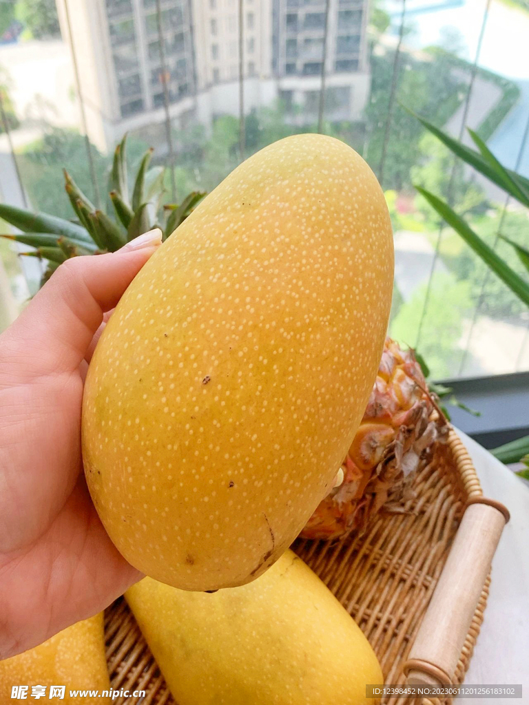 芒果