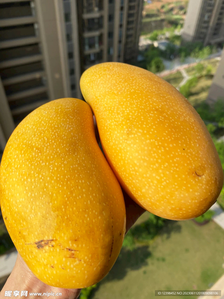 金辉芒