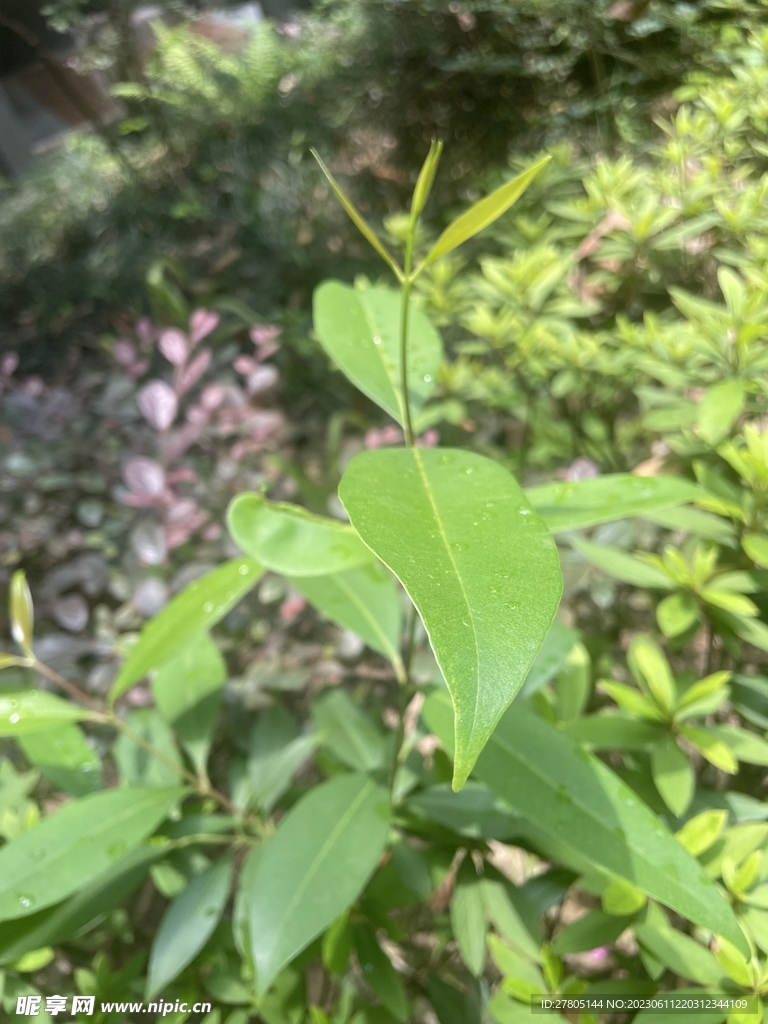 夏天植物