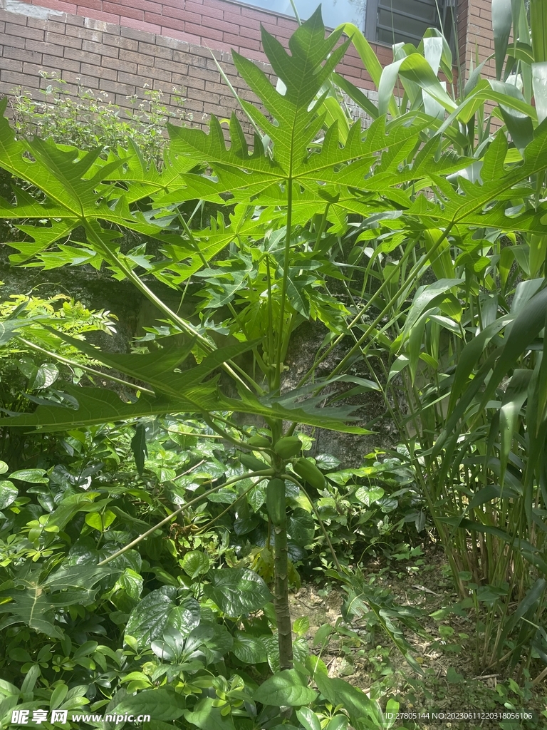 木瓜植物