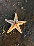 海星