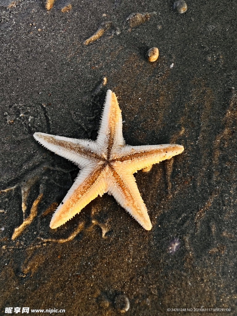 海星