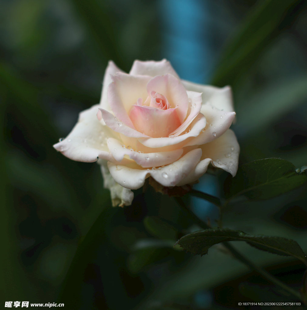 月季花