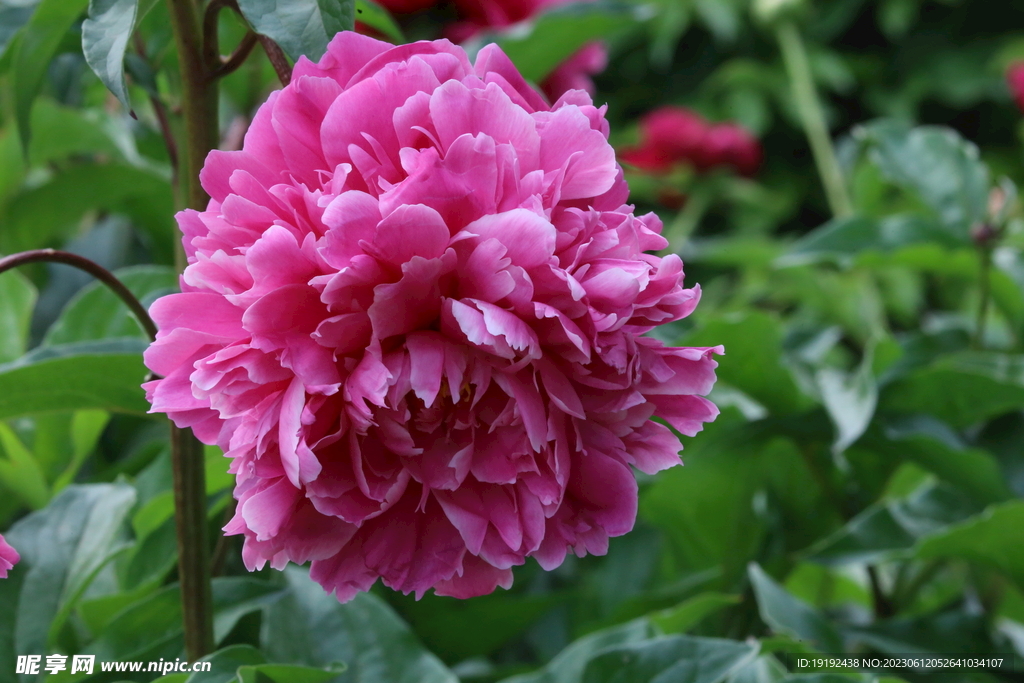 芍药花 