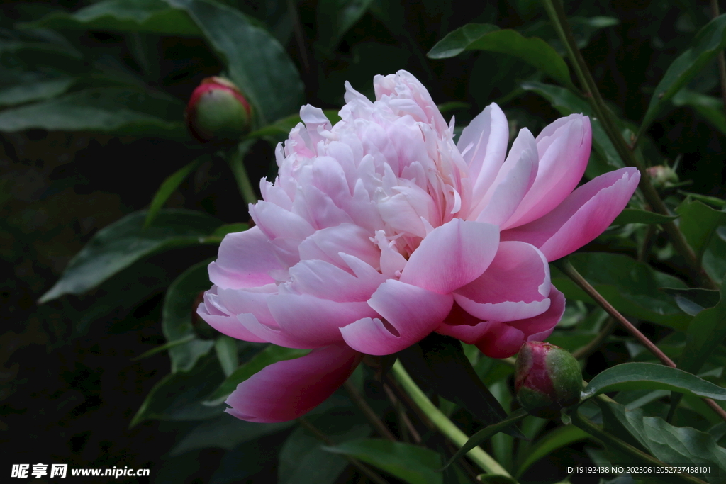 芍药花 