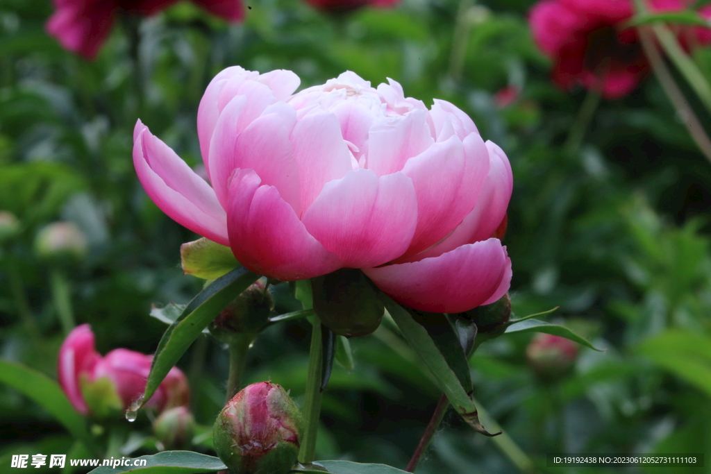 芍药花 