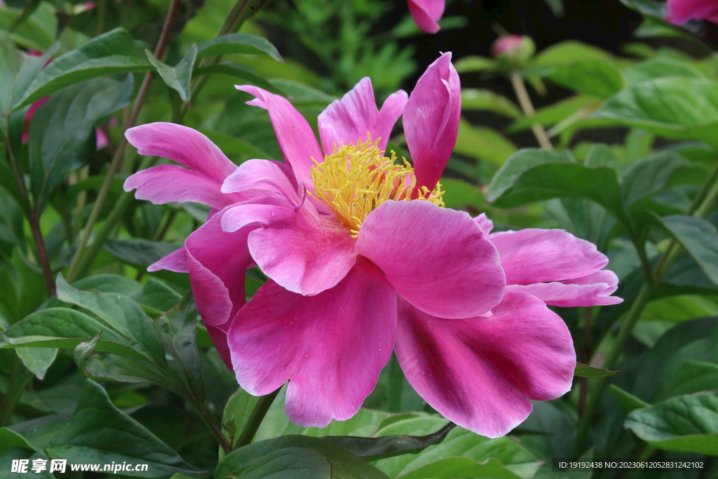 芍药花 