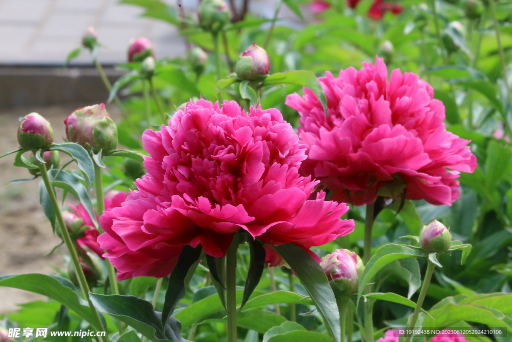 芍药花