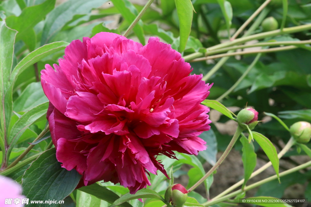芍药花