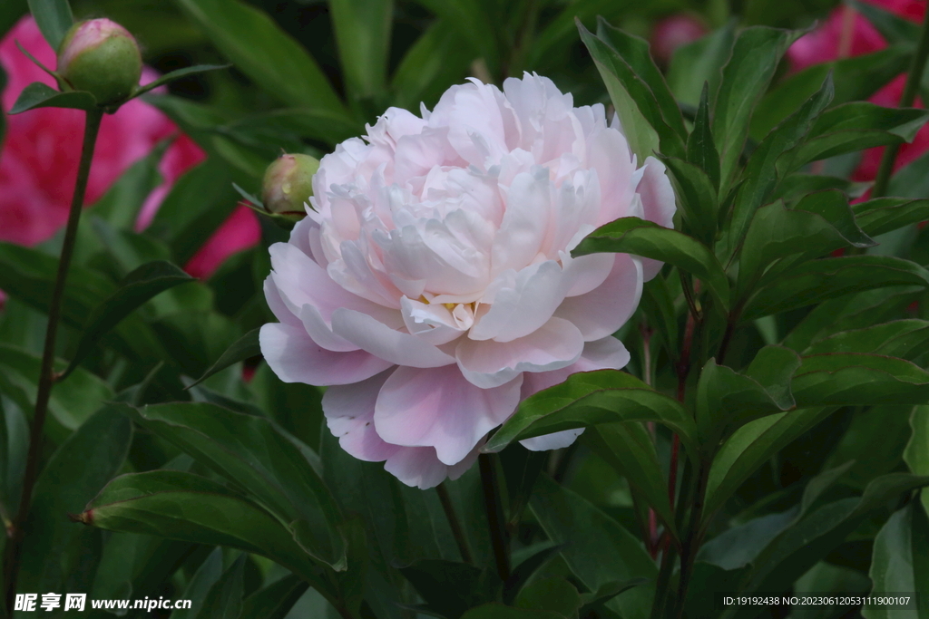 芍药花 