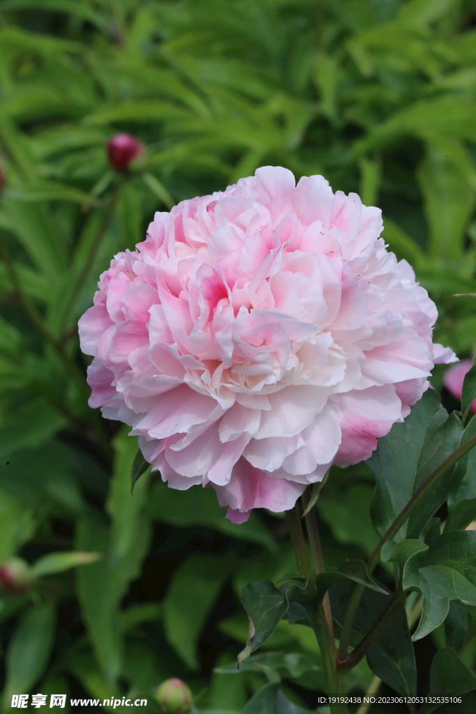 芍药花