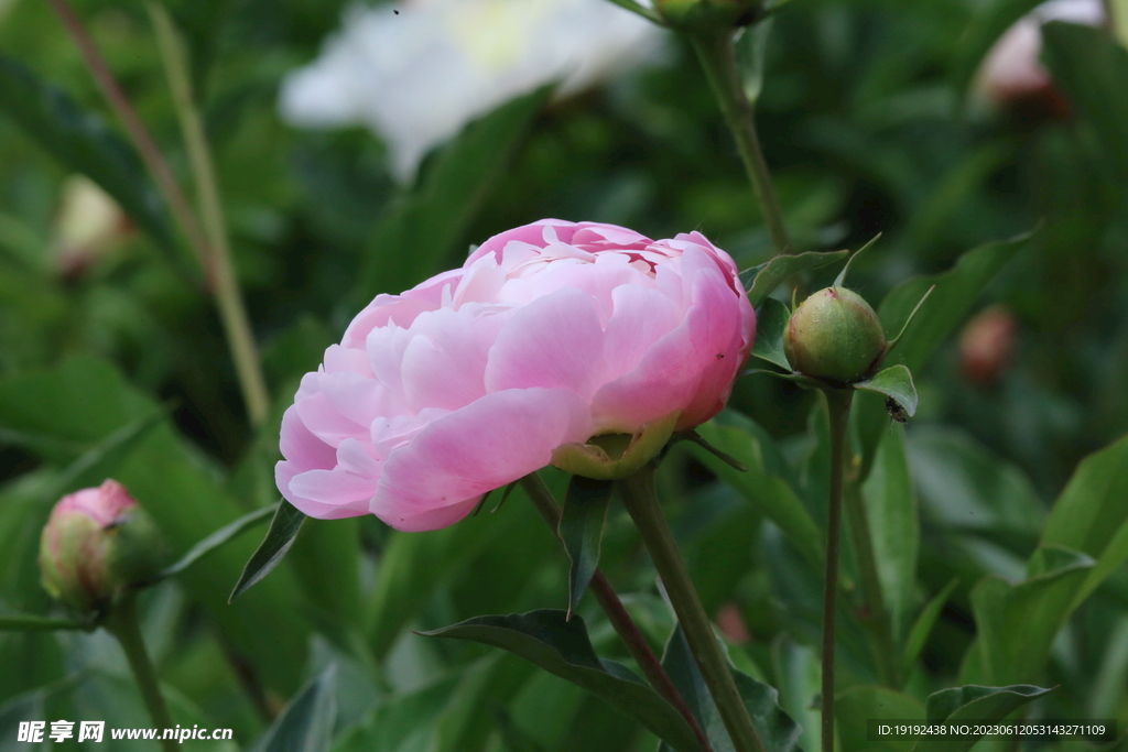 芍药花 