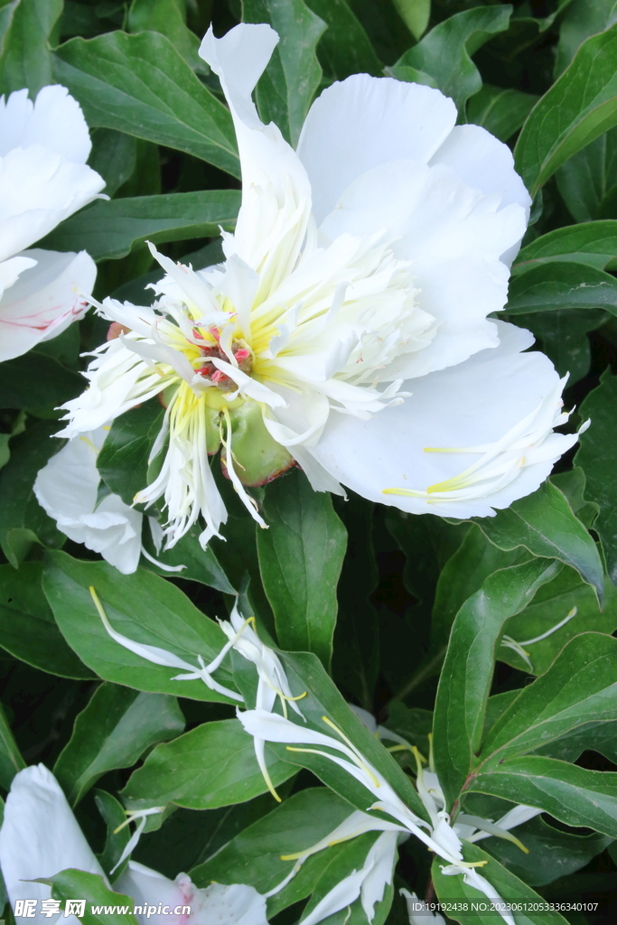 芍药花