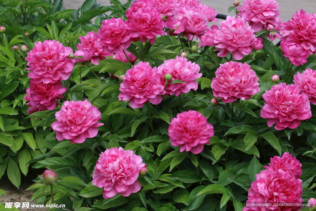 芍药花