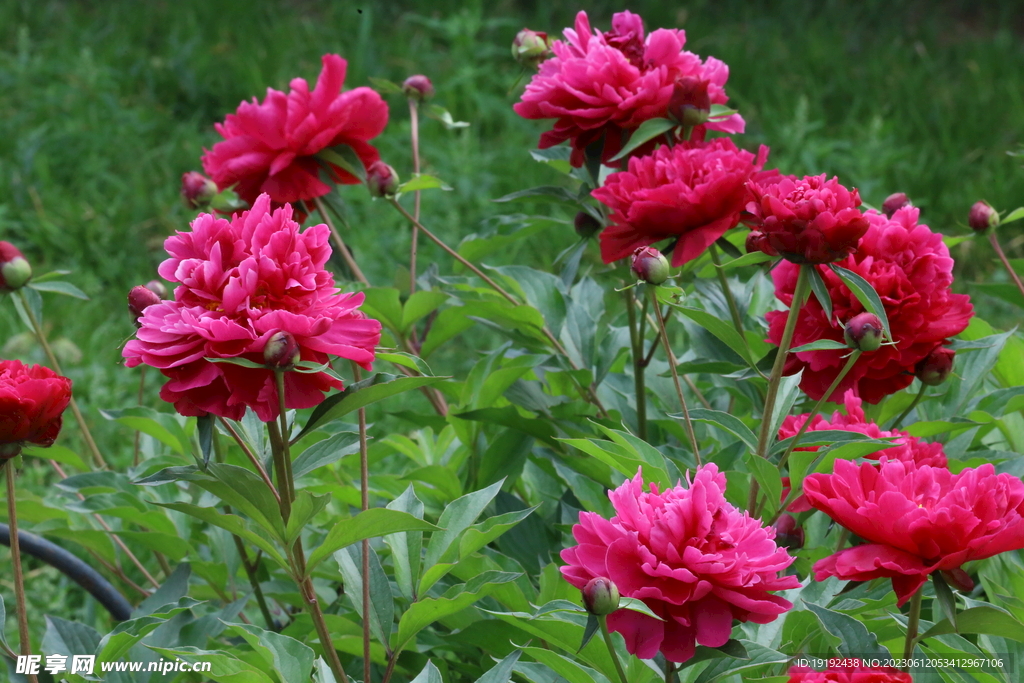 芍药花