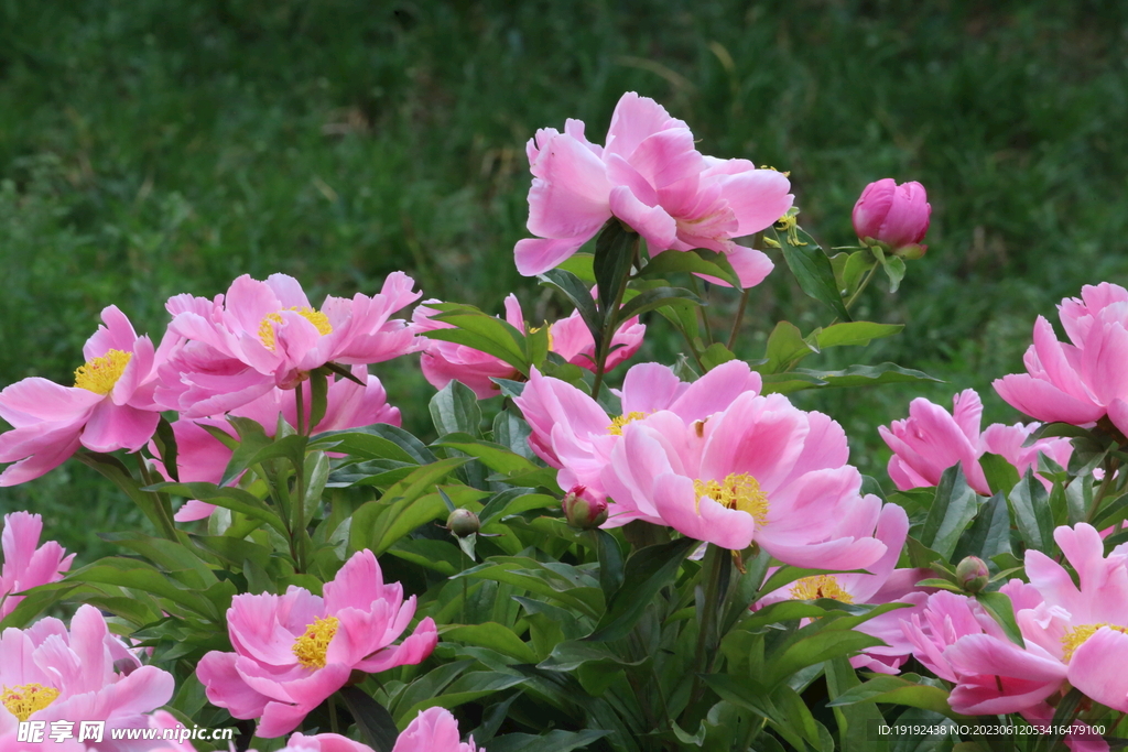 芍药花