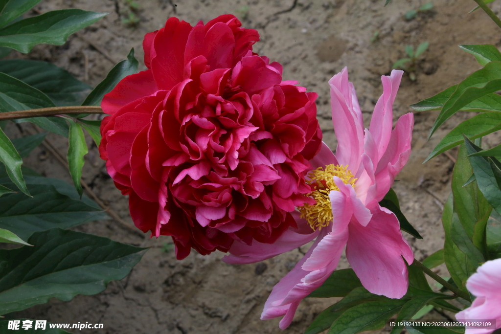 芍药花