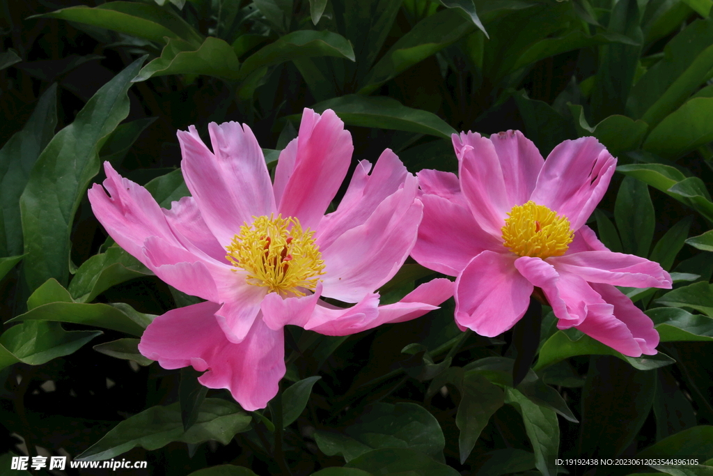 芍药花