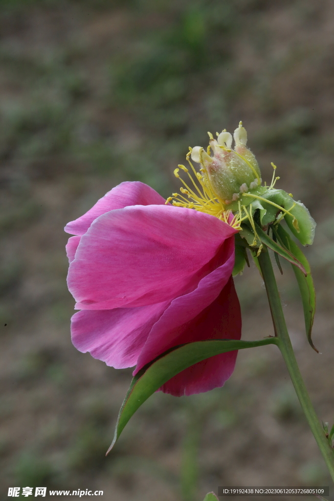 芍药花 