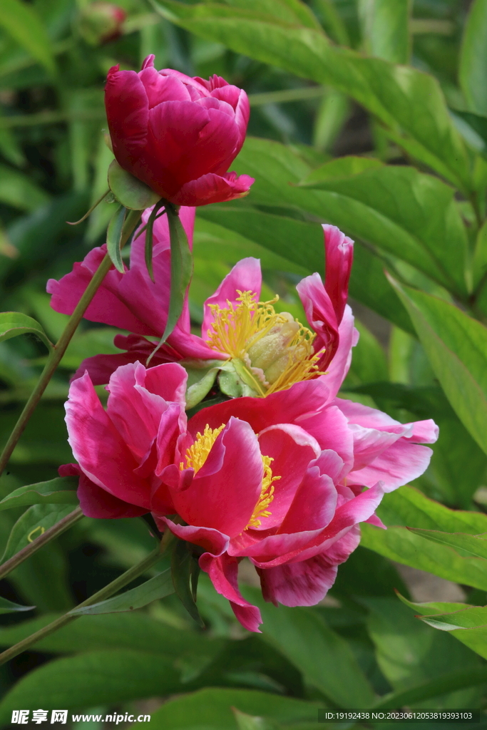 芍药花