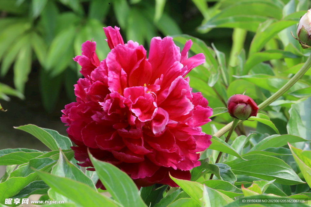 芍药花