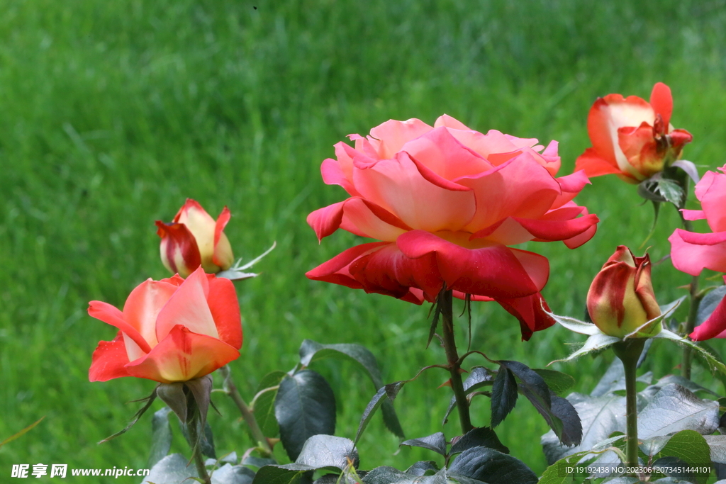 月季花