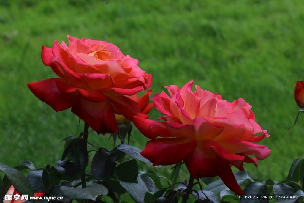 月季花 