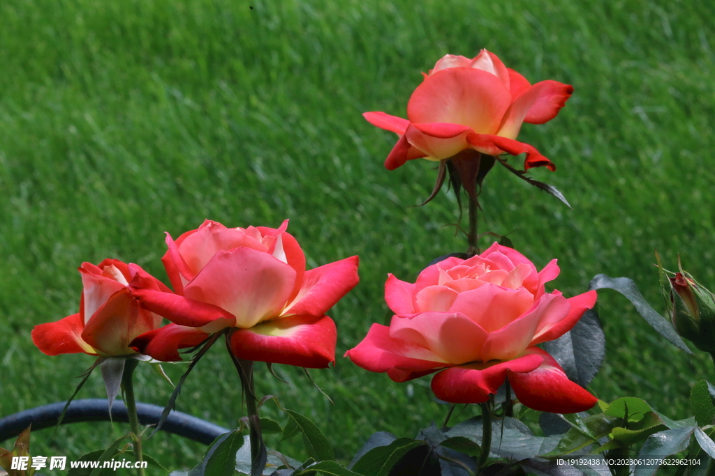 月季花  