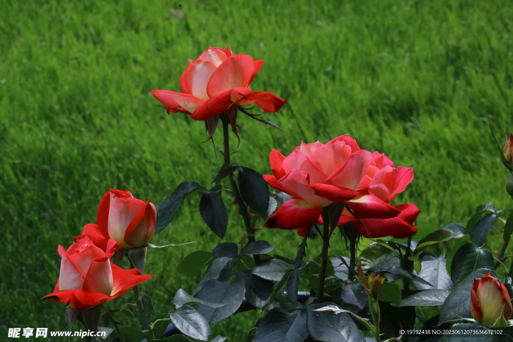 月季花 