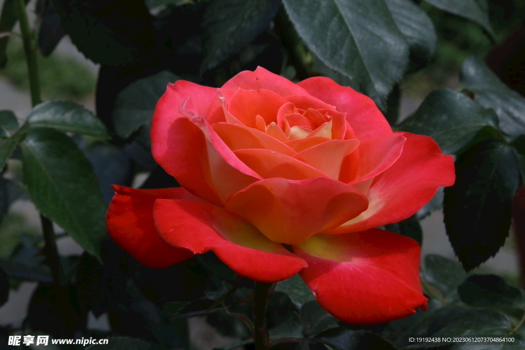 月季花