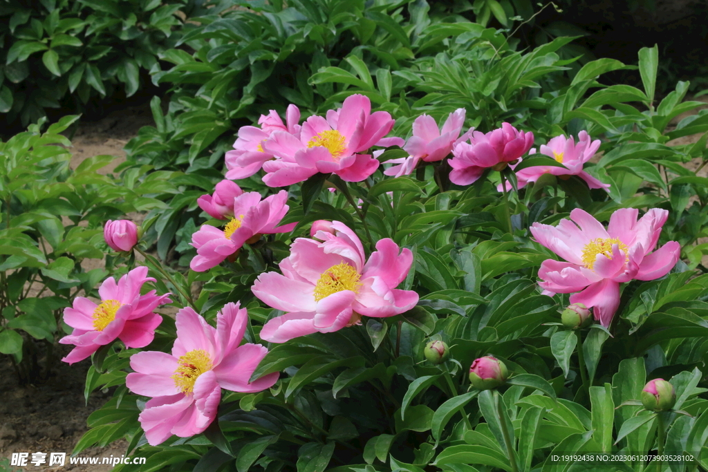 芍药花 