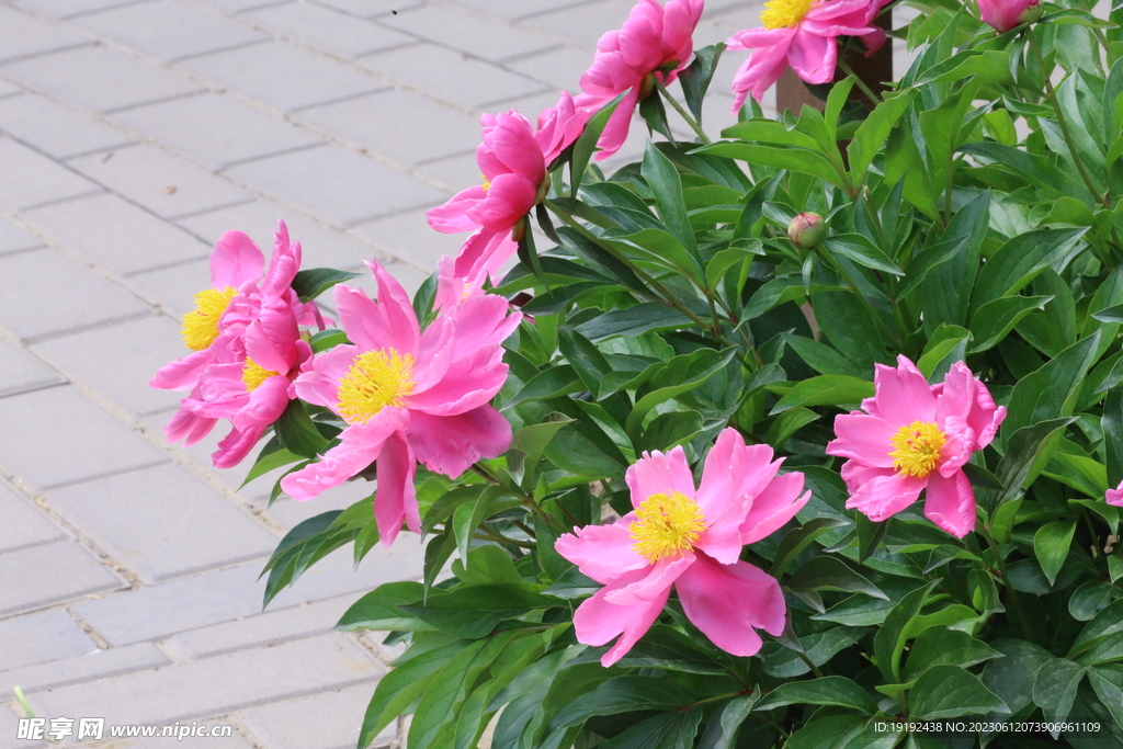 芍药花 