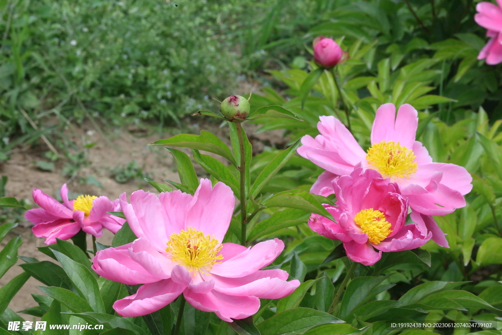芍药花 