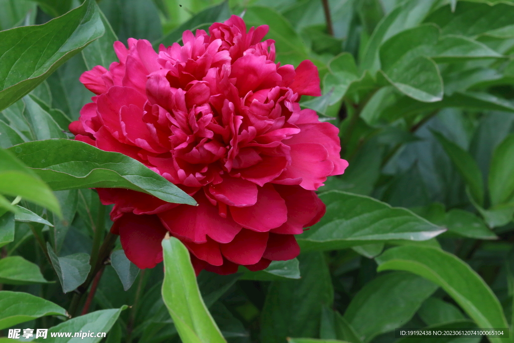 芍药花