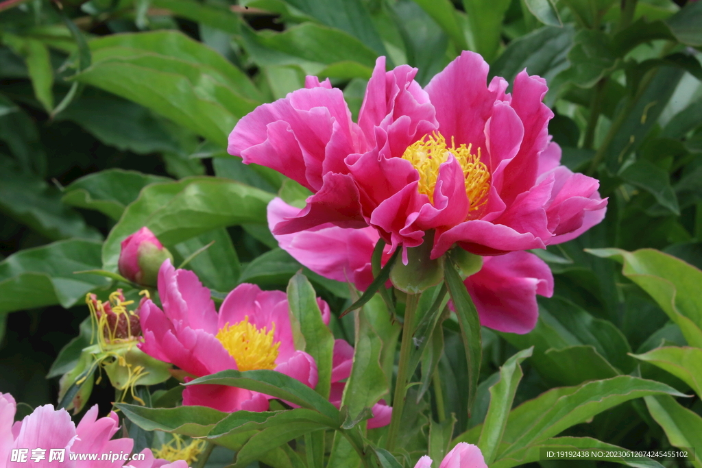 芍药花 