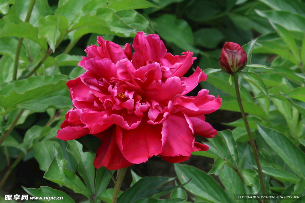 芍药花