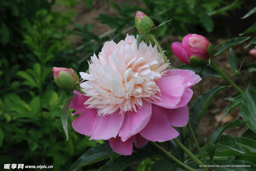 芍药花 