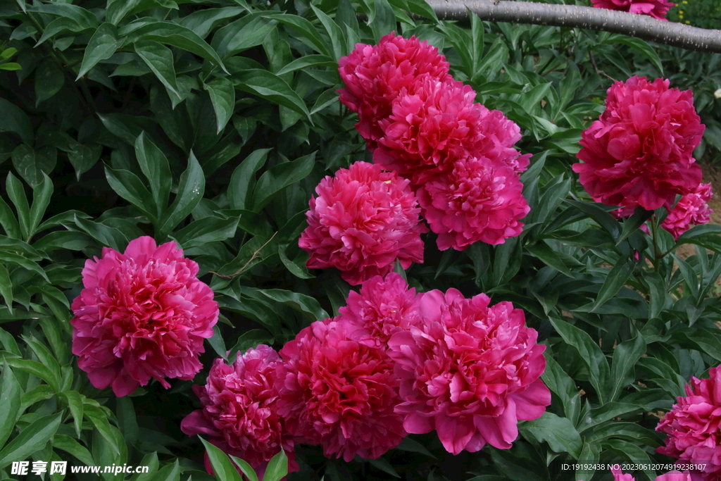 芍药花 