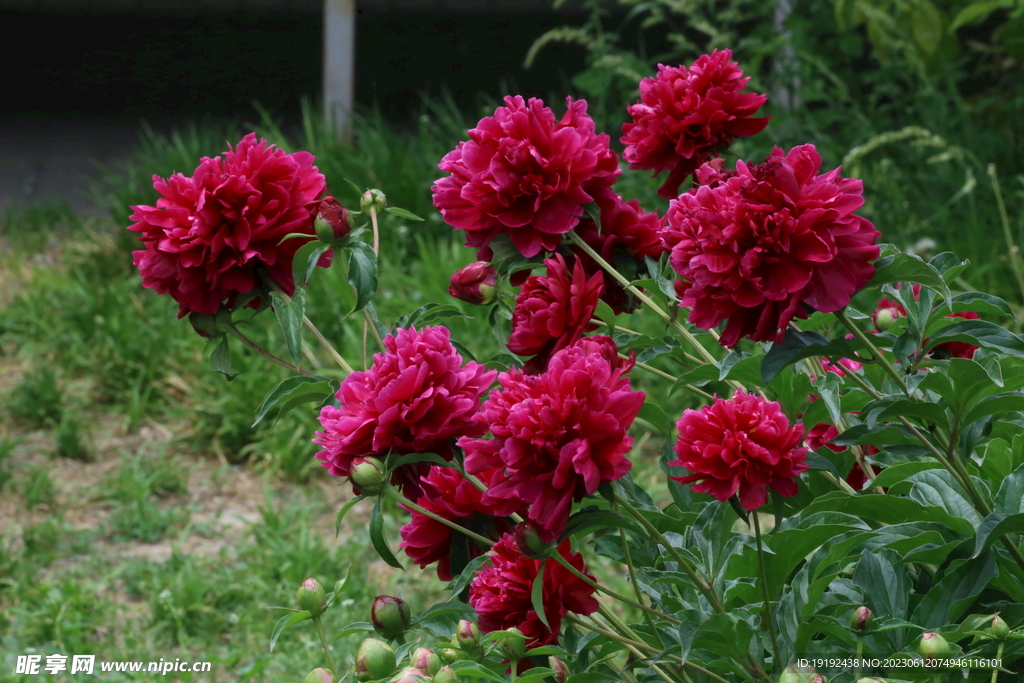 芍药花 