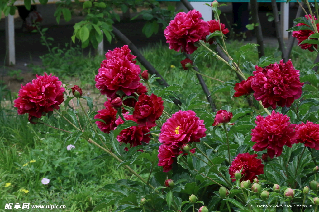 芍药花 