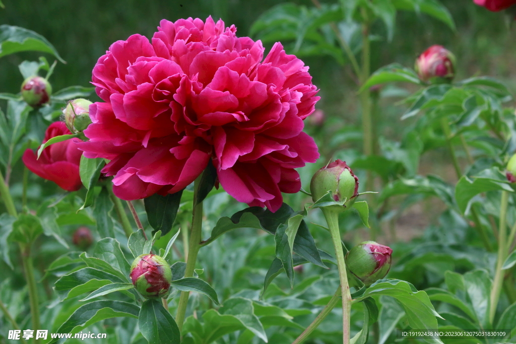 芍药花